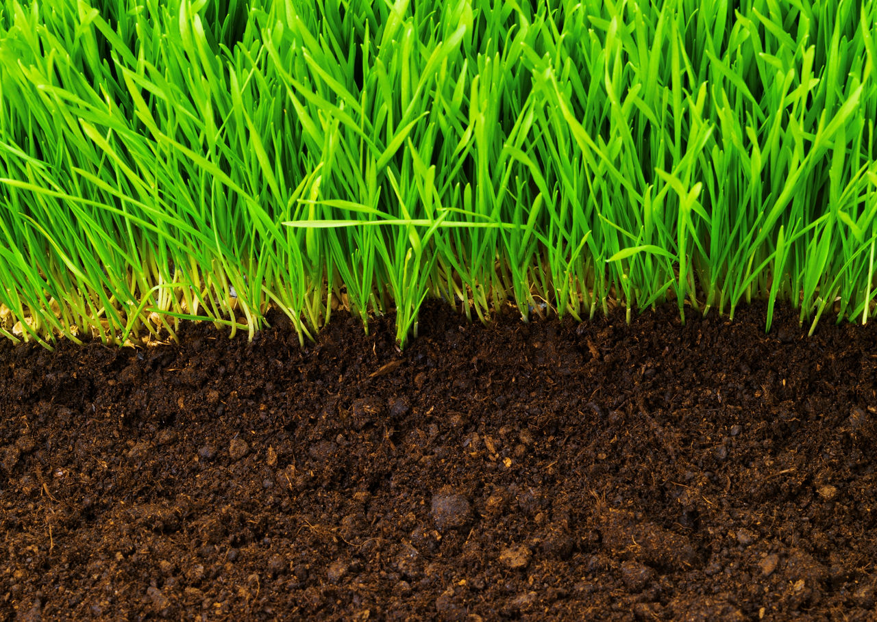 healthy grass growing in soil pattern