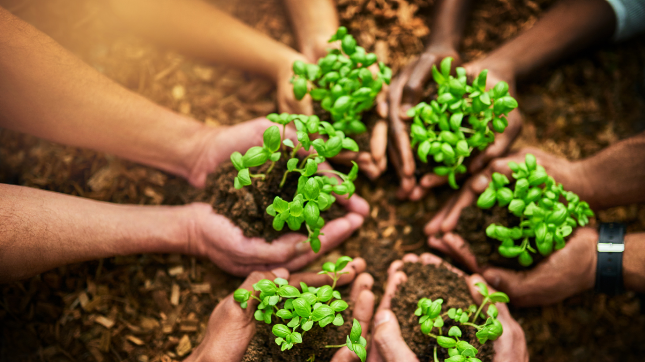 Group of people each coupling seedlings