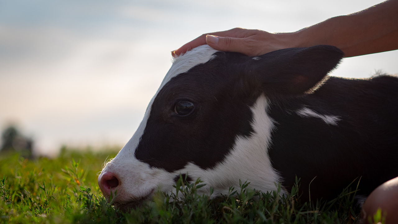 Cow