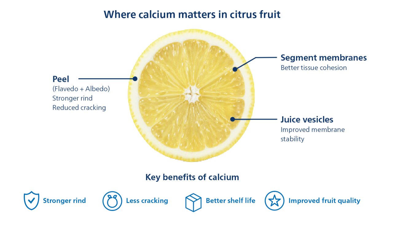 Where calcium matters in citrus fruit