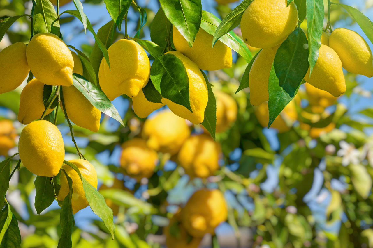 Lemon garden in Italian Amalfi coast ready for harvest. Bunches of fresh yellow ripe lemons with green leaves.; Shutterstock ID 1538118230