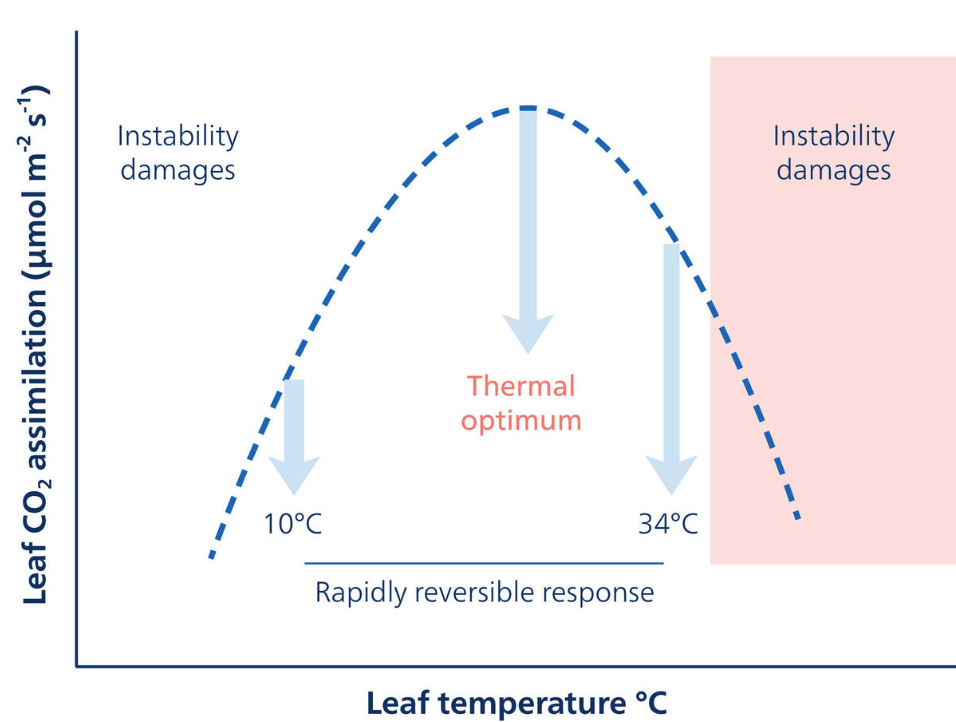 Figure 1. CO₂ assimilation by an intact leaf at various temperatures (Source: Cornic G. (2025), Effects of temperature on photosynthesis, Encyclopaedia of the Environment).
