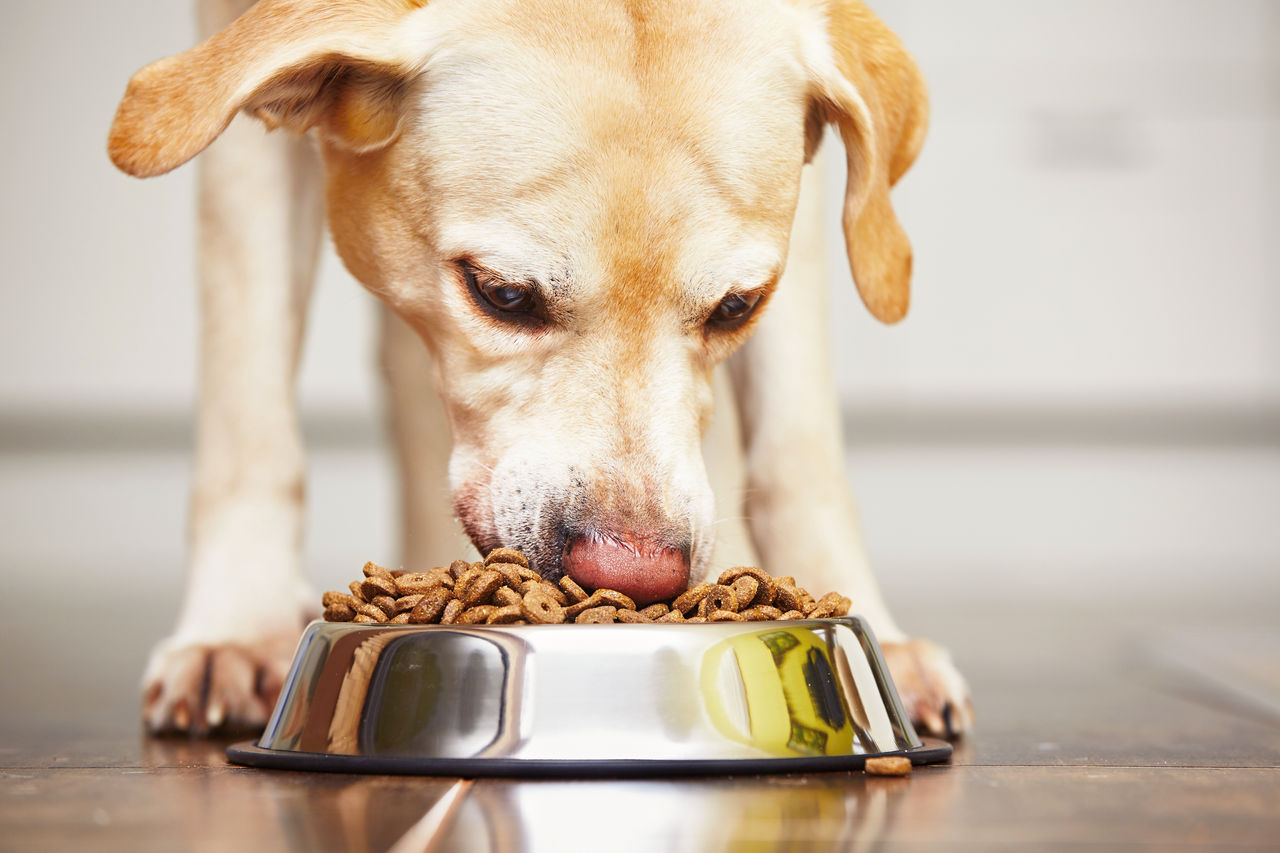 Hungry labrador retriever is feeding at home.; Shutterstock ID 339676409; Purchase Order: Product Offer Pet Food Hamb; Job: ; Client/Licensee: ; Other: 