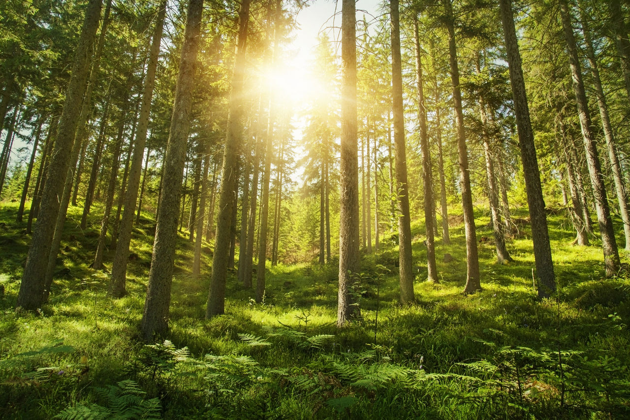 Sunlight in the green forest