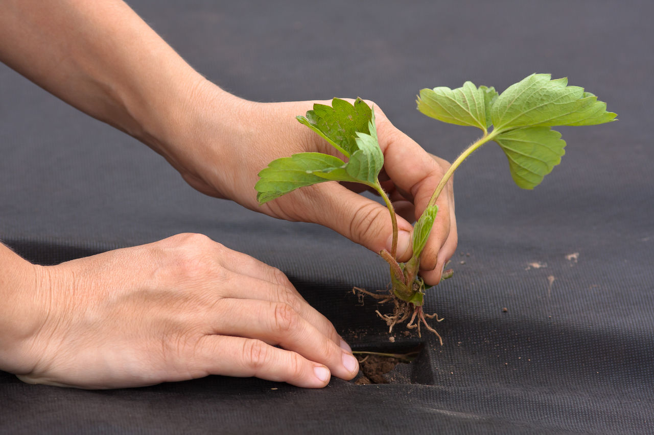hands with strawberry seedling ready to planting