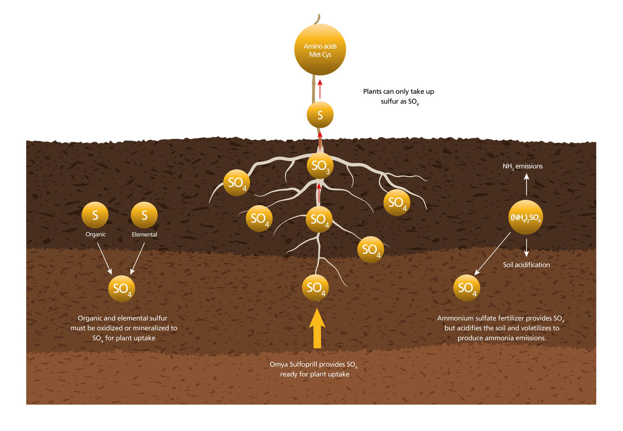 Sulfoprill Sulfur uptake