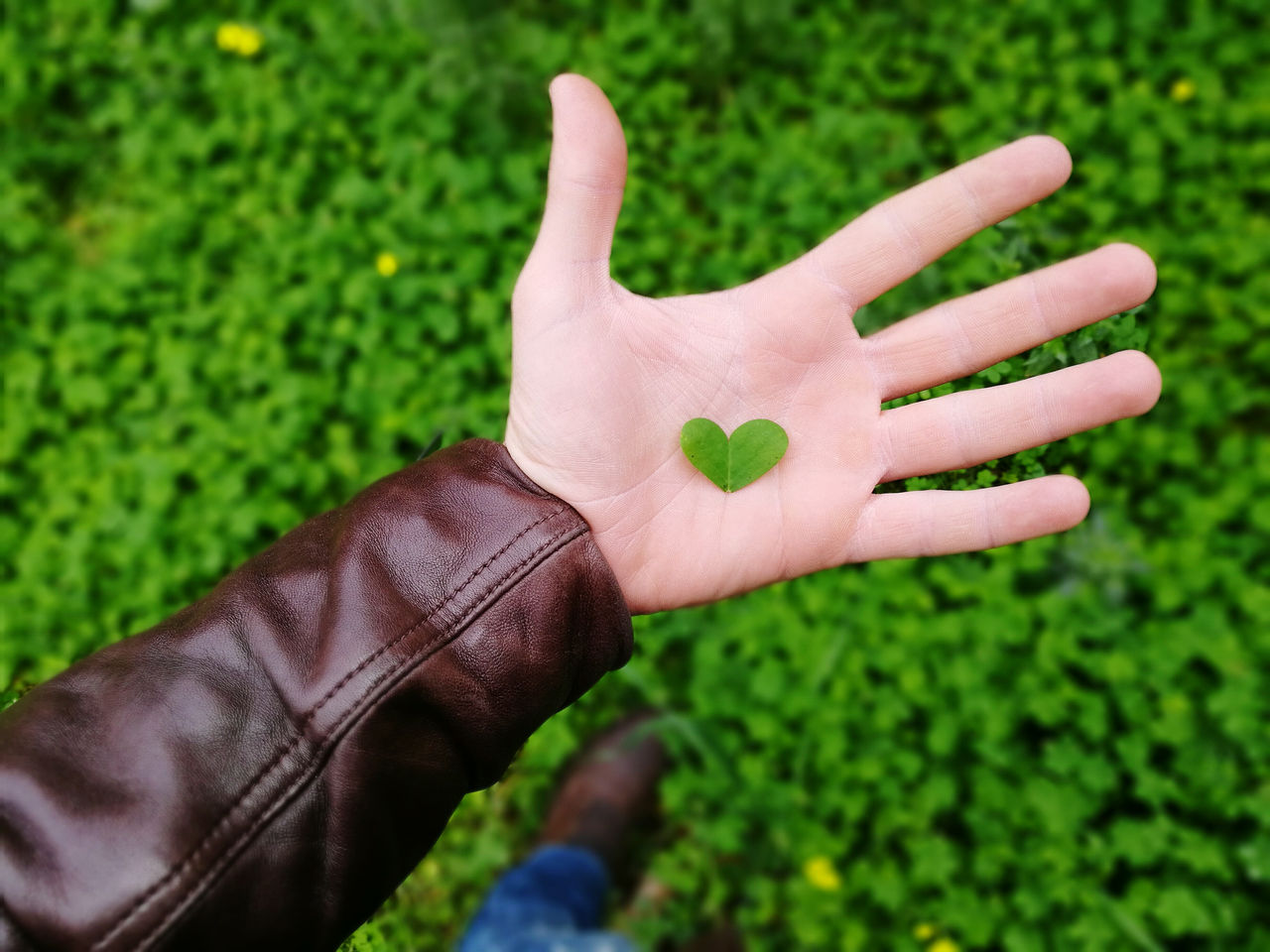 Man hand holding a heart shaped leaf